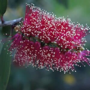 Fleurs rouges de Melaleuca viridiflora ou Mélaleuque à fleurs vertes