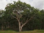 Vue générale de Melaleuca viridiflora, Vue générale d'un Mélaleuque à fleurs vertes
