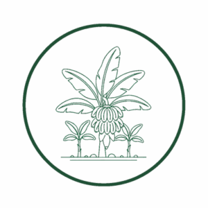 Graines et plants de Bananiers