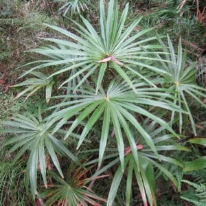Feuillage de Livistona australis, Jeunes plants de Palmier éventail d'Australie, Graines de Livistona australis, Graines de Palmier éventail d'Australie