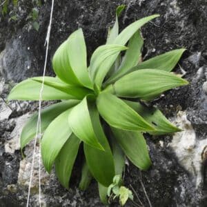 Vue générale de Paraagave ellemeetiana, Agave ellemeetiana en milieu naturel , Graines de Paraagave ellemeetiana, Graines d'Agave ellemeetiana, Graines d'Emerald Agave