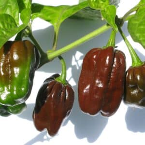 Culture de Piment Habanero Chocolat ou Capsicum chinense 'Chocolate Habanero', Graines de Piment Habanero Chocolat, Graines de Capsicum chinense 'Chocolate Habanero'