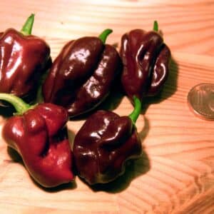 Récolte de Piment Habanero Chocolat ou Capsicum chinense 'Chocolate Habanero', Graines de Piment Habanero Chocolat, Graines de Capsicum chinense 'Chocolate Habanero'