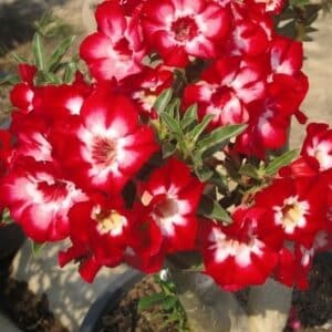 Adenium obesum Aekmongkol, Adenium obesum cv. Aekmongkol, Rose du désert 'Aekmongkol', Culture d'Adenium obesum 'Aekmongkol'