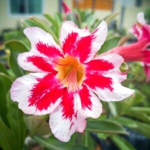 Adenium obesum Alexandra, Adenium obesum cv. Alexandra, Rose du désert 'Alexandra', Culture d'Adenium obesum 'Alexandra'