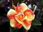 Adenium obesum Angela, Adenium obesum cv. Angela, Rose du désert 'Angela', Culture d'Adenium obesum 'Angela'