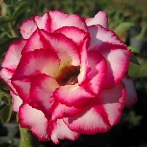 Adenium obesum Aura, Adenium obesum cv. Aura, Rose du désert 'Aura', Culture d'Adenium obesum 'Aura'