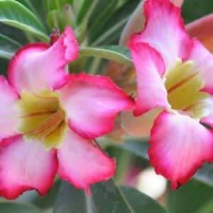 Adenium obesum Berrypink, Adenium obesum cv. Berrypink, Rose du désert 'Berrypink', Culture d'Adenium obesum 'Berrypink'