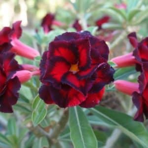Adenium obesum Black Bird, Adenium obesum cv. Black Bird, Rose du désert 'Black Bird', Culture d'Adenium obesum 'Black Bird'