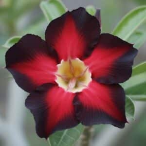 Adenium obesum Black Blue, Adenium obesum cv. Black Blue, Rose du désert 'Black Blue', Culture d'Adenium obesum 'Black Blue'
