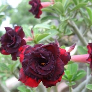 Adenium obesum Black Blue, Adenium obesum cv. Black Blue, Rose du désert 'Black Blue', Culture d'Adenium obesum 'Black Blue'