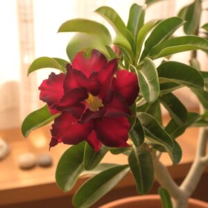 Adenium obesum Black Magic, Adenium obesum cv. Black Magic, Rose du désert 'Black Magic', Culture d'Adenium obesum 'Black Magic'