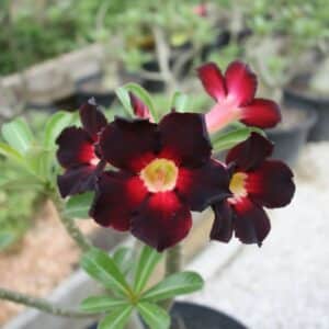 Adenium obesum Black Red, Adenium obesum cv. Black Red, Rose du désert 'Black Red', Culture d'Adenium obesum 'Black Red'