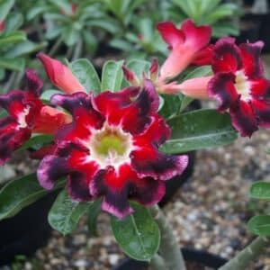 Adenium obesum Black Santa, Adenium obesum cv. Black Santa, Rose du désert 'Black Santa', Culture d'Adenium obesum 'Black Santa'