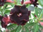 Adenium obesum Black Widow, Adenium obesum cv. Black Widow, Rose du désert 'Black Widow', Culture d'Adenium obesum 'Black Widow'