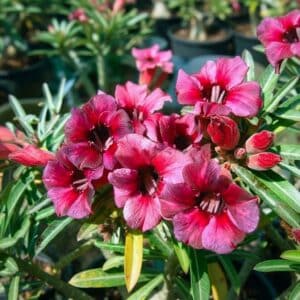 Adenium obesum Blueberry, Adenium obesum cv. Blueberry, Rose du désert 'Blueberry', Culture d'Adenium obesum 'Blueberry'