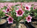 Adenium obesum Blueboy, Adenium obesum cv. Blueboy, Rose du désert 'Blueboy', Culture d'Adenium obesum 'Blueboy'