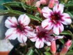 Adenium obesum Blueboy, Adenium obesum cv. Blueboy, Rose du désert 'Blueboy', Culture d'Adenium obesum 'Blueboy'