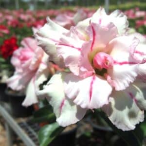 Adenium obesum Bonanza, Adenium obesum cv. Bonanza, Rose du désert 'Bonanza', Culture d'Adenium obesum 'Bonanza'