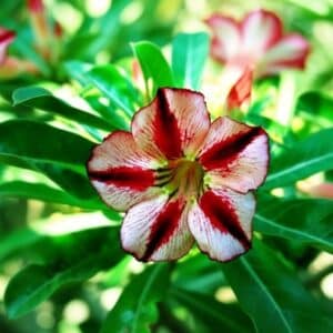 Adenium obesum Bondyred, Adenium obesum cv. Bondyred, Rose du désert 'Bondyred', Culture d'Adenium obesum 'Bondyred'