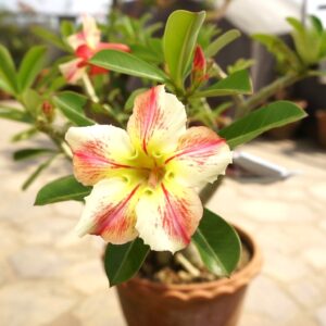 Adenium obesum Budsaracome, Adenium obesum cv. Budsaracome, Rose du désert 'Budsaracome', Culture d'Adenium obesum 'Budsaracome'
