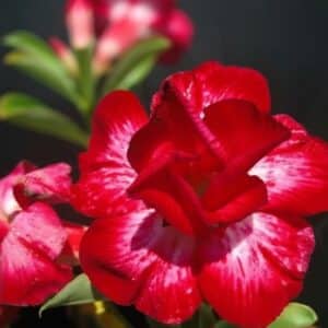 Adenium obesum Caffeine, Adenium obesum cv. Caffeine, Rose du désert 'Caffeine', Culture d'Adenium obesum 'Caffeine', Adenium obesum cv. Gaffein, Rose du désert 'Gaffein'