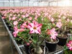 Adenium obesum Camel Potter, Adenium obesum cv. Camel Potter, Rose du désert 'Camel Potter', Culture d'Adenium obesum 'Camel Potter'