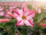 Adenium obesum Camel Potter, Adenium obesum cv. Camel Potter, Rose du désert 'Camel Potter', Culture d'Adenium obesum 'Camel Potter'