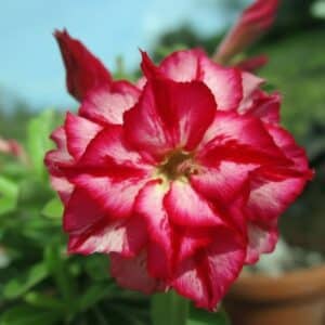 Adenium obesum Chatpilin, Adenium obesum cv. Chatpilin, Rose du désert 'Chatpilin', Culture d'Adenium obesum 'Chatpilin'