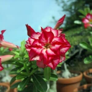 Adenium obesum Chatpilin, Adenium obesum cv. Chatpilin, Rose du désert 'Chatpilin', Culture d'Adenium obesum 'Chatpilin'