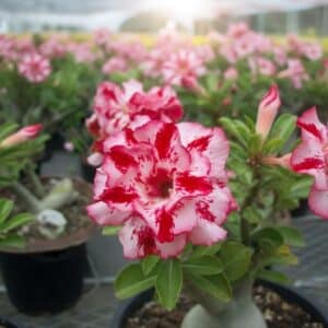 Adenium obesum Chokrussame, Adenium obesum cv. Chokrussame, Rose du désert 'Chokrussame', Culture d'Adenium obesum 'Chokrussame'