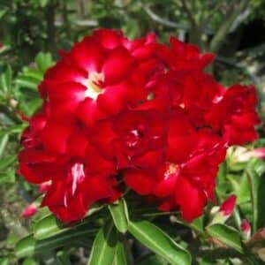 Adenium obesum Choktaveetrup, Adenium obesum cv. Choktaveetrup, Rose du désert 'Choktaveetrup', Culture d'Adenium obesum 'Choktaveetrup'