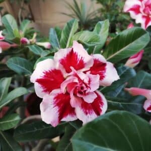 Adenium obesum Chokumnouy, Adenium obesum cv. Chokumnouy, Rose du désert 'Chokumnouy', Culture d'Adenium obesum 'Chokumnouy'