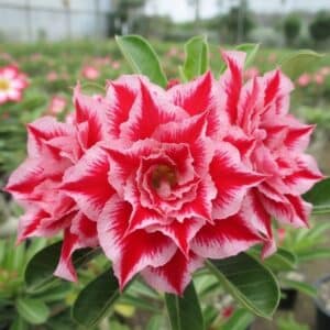 Adenium obesum Christmas, Adenium obesum cv. Christmas, Rose du désert 'Christmas', Culture d'Adenium obesum 'Christmas'