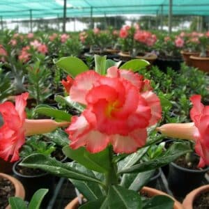Adenium obesum Dan sing star, Adenium obesum cv. Dan sing star, Rose du désert 'Dan sing star', Culture d'Adenium obesum 'Dan sing star'
