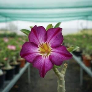 Adenium obesum Dance of Butterfly, Adenium obesum cv. Dance of Butterfly, Rose du désert 'Dance of Butterfly', Culture d'Adenium obesum 'Dance of Butterfly'