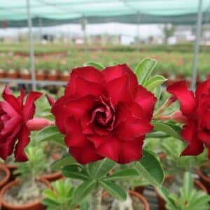 Adenium obesum Dangchoklarp, Adenium obesum cv. Dangchoklarp, Rose du désert 'Dangchoklarp', Culture d'Adenium obesum 'Dangchoklarp'