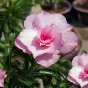 Adenium obesum Double Pink, Adenium obesum cv. Double Pink, Rose du désert 'Double Pink', Culture d'Adenium obesum 'Double Pink'