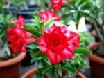 Adenium obesum Double Red, Adenium obesum cv. Double Red, Rose du désert 'Double Red', Culture d'Adenium obesum 'Double Red'