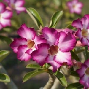 Adenium obesum Double Siam Violet, Adenium obesum cv. Double Siam Violet, Rose du désert 'Double Siam Violet', Culture d'Adenium obesum 'Double Siam Violet'