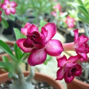 Adenium obesum Double violet, Adenium obesum cv. Double violet, Rose du désert 'Double violet', Culture d'Adenium obesum 'Double violet'