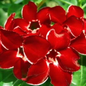 Adenium obesum Dragon Siam, Adenium obesum cv. Dragon Siam, Rose du désert 'Dragon Siam', Culture d'Adenium obesum 'Dragon Siam'