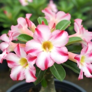 Adenium obesum Fragrant delight, Adenium obesum cv. Fragrant delight, Rose du désert 'Fragrant delight', Culture d'Adenium obesum 'Fragrant delight'