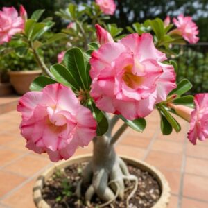 Adenium obesum Full Moon, Adenium obesum cv. Full Moon, Rose du désert 'Full Moon', Culture d'Adenium obesum 'Full Moon'