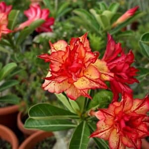 Adenium obesum Golden Carrot, Adenium obesum cv. Golden Carrot, Rose du désert 'Golden Carrot', Culture d'Adenium obesum 'Golden Carrot'