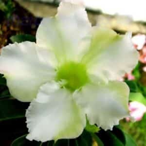 Adenium obesum Green Peace, Adenium obesum cv. Green Peace, Rose du désert 'Green Peace', Culture d'Adenium obesum 'Green Peace'