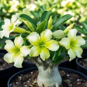 Adenium obesum Green Vanilla, Adenium obesum cv. Green Vanilla, Rose du désert 'Green Vanilla', Culture d'Adenium obesum 'Green Vanilla'