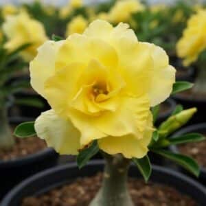 Adenium obesum Happy Gold, Adenium obesum cv. Happy Gold, Rose du désert 'Happy Gold', Culture d'Adenium obesum 'Happy Gold'