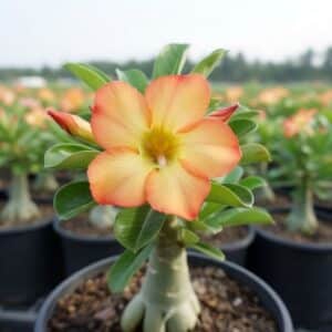 Adenium obesum Honey, Adenium obesum cv. Honey, Rose du désert 'Honey', Culture d'Adenium obesum 'Honey'