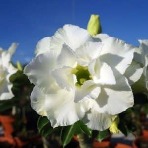 Adenium obesum Hongyok, Adenium obesum cv. Hongyok, Rose du désert 'Hongyok', Culture d'Adenium obesum 'Hongyok'